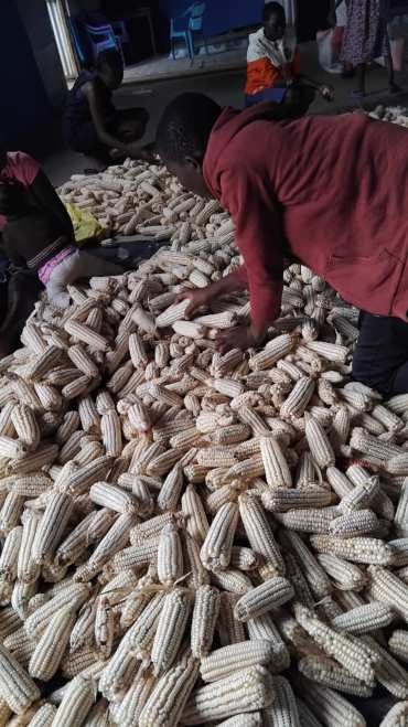 Sorting the maize harvest